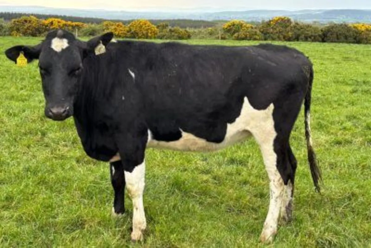 50 Xbred Heifers Strong Solids & Ready for Breedin - Image 2