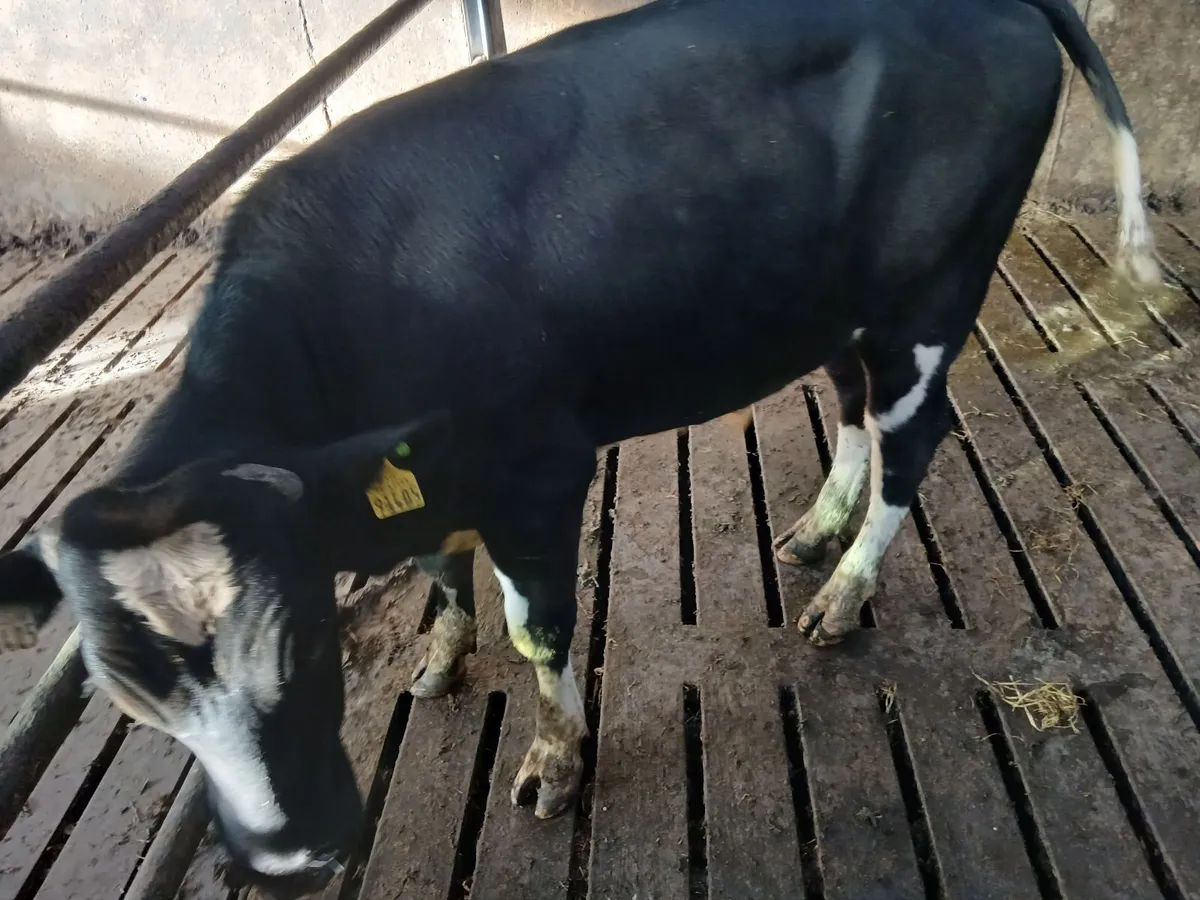 Vasectomised bull - Image 2