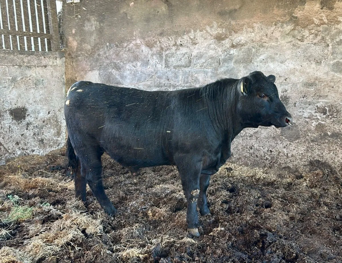 Pedigree Angus Bulls - Image 1