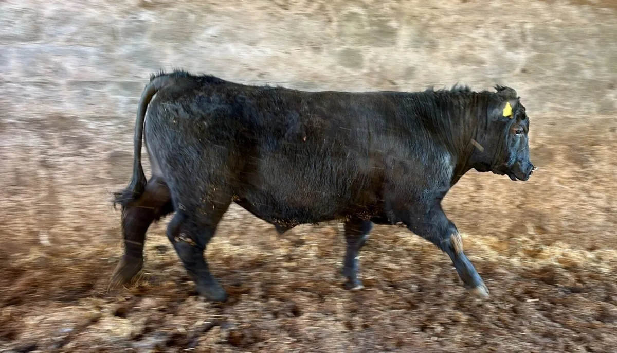 Pedigree Angus Bulls - Image 2