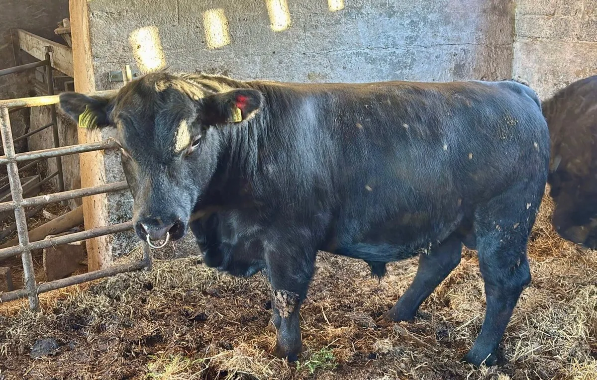 Pedigree Angus Bulls - Image 3