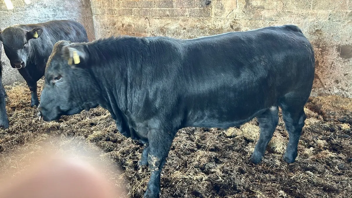 Pedigree Angus Bulls - Image 4
