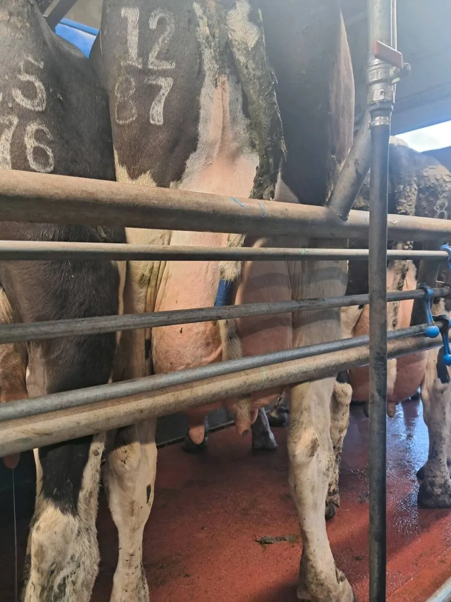 Cow to rear calves