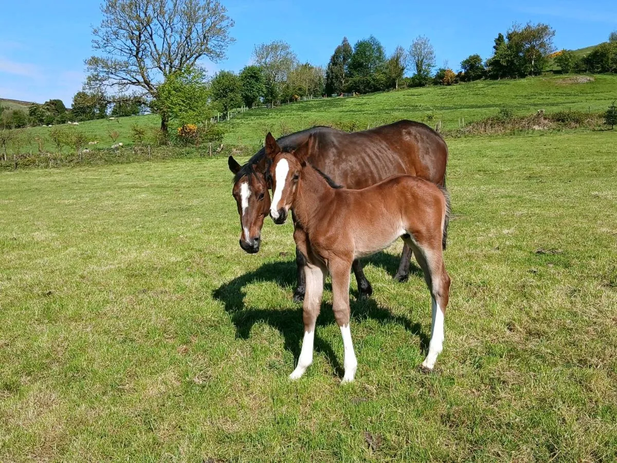 Mare with colt foal - Image 1