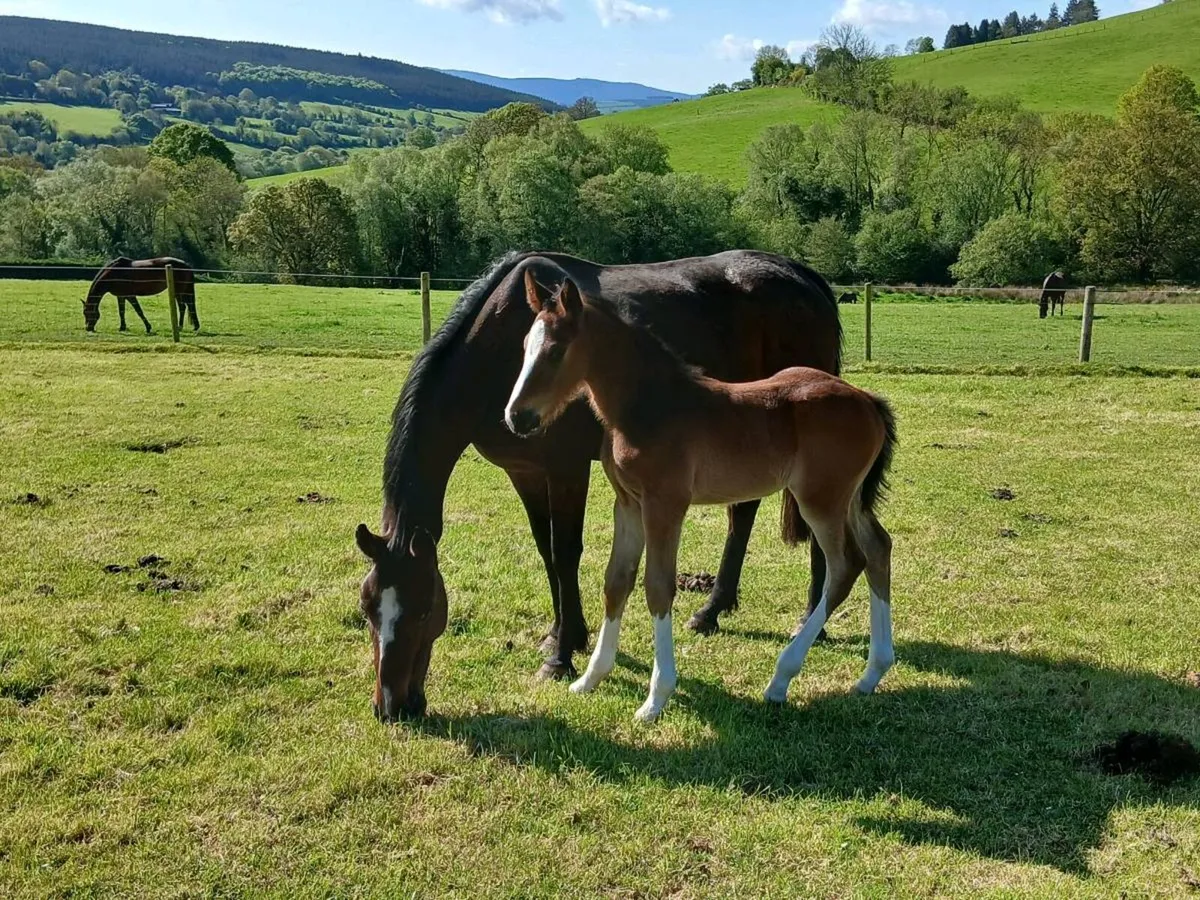 Mare with colt foal - Image 4