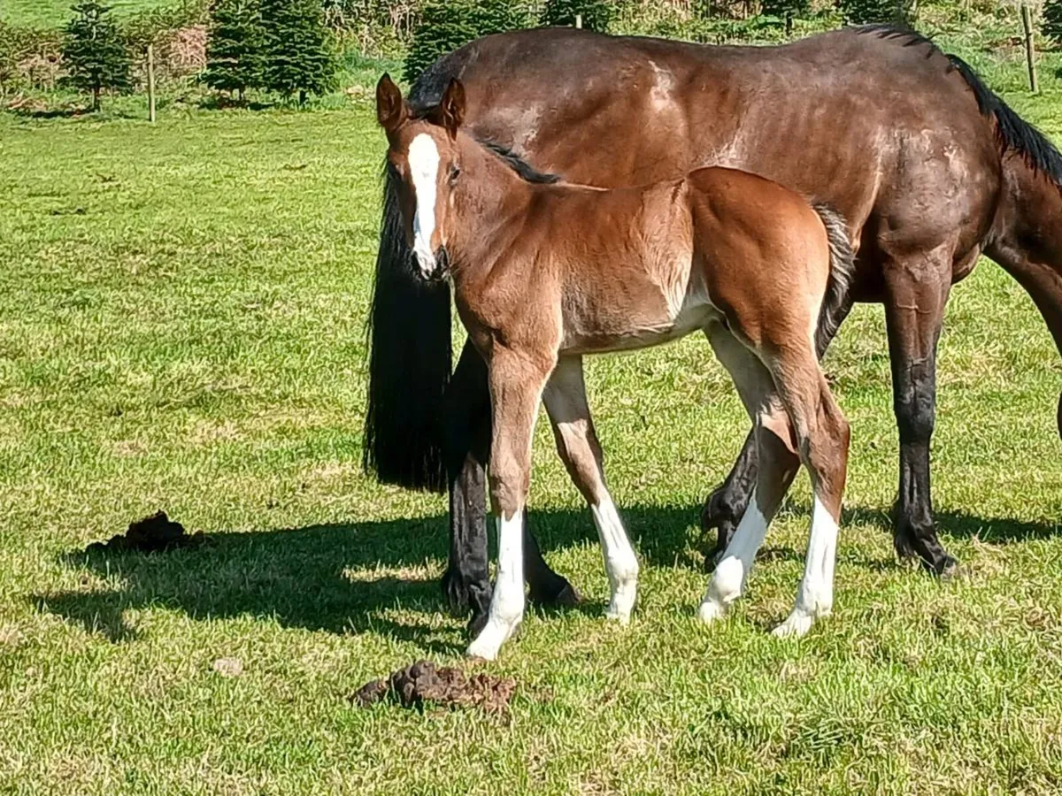 Mare with colt foal - Image 2