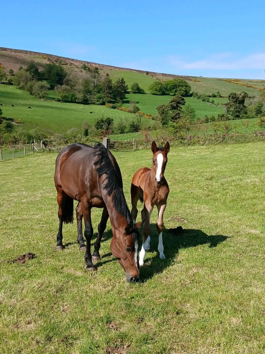 Mare with colt foal - Image 3