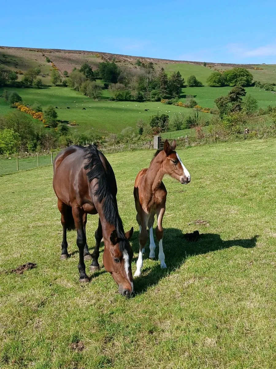 Mare with colt foal - Image 4