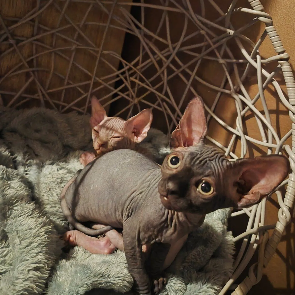 Kittens Sphynx - Image 4