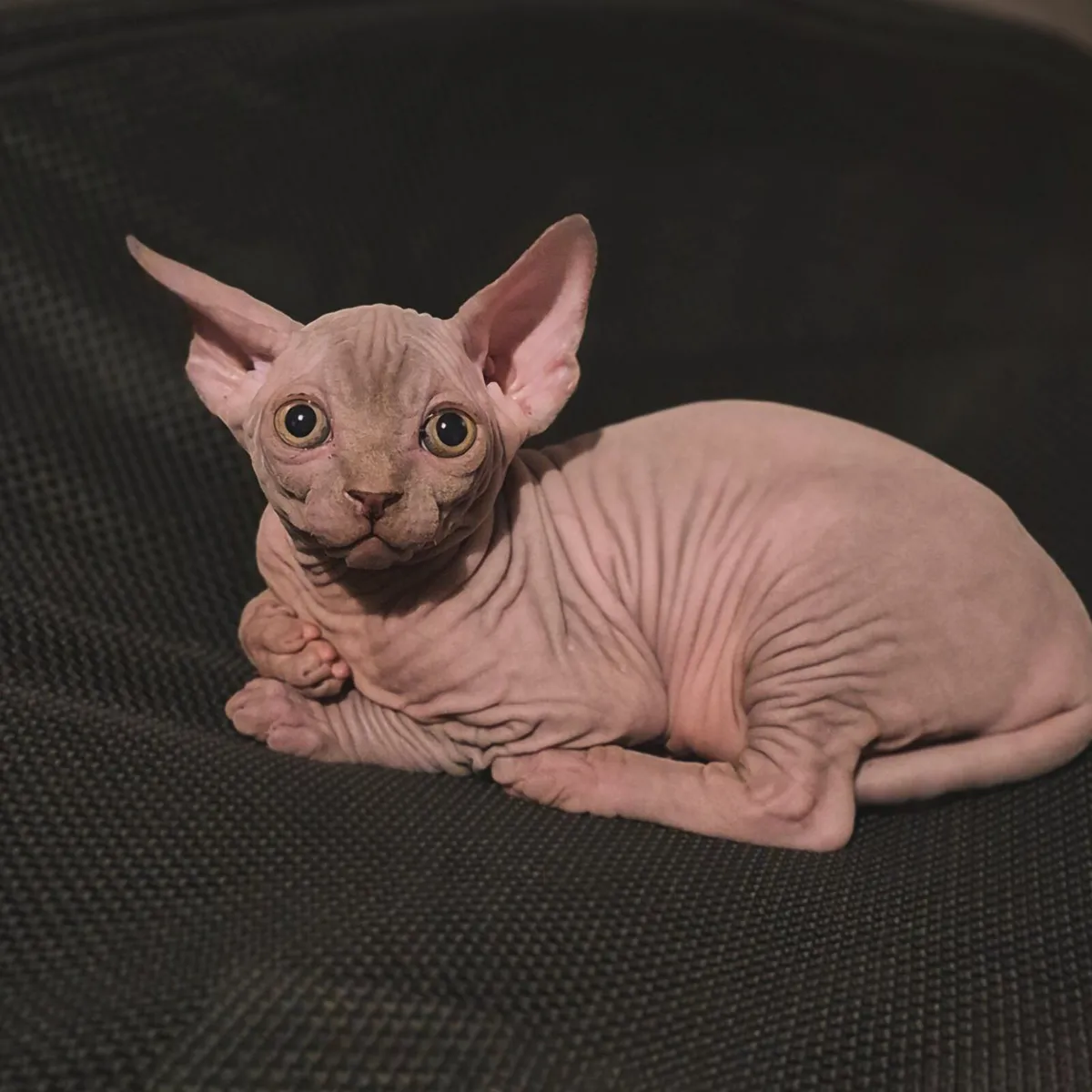 Kittens Sphynx - Image 1