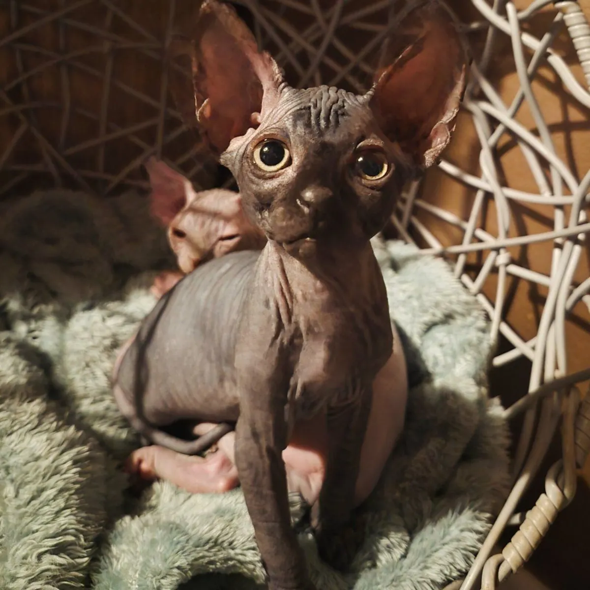 Kittens Sphynx - Image 2