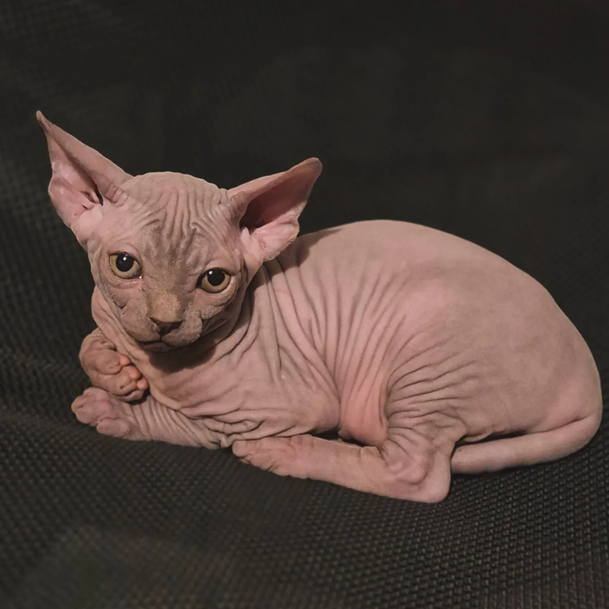Kittens Sphynx - Image 3