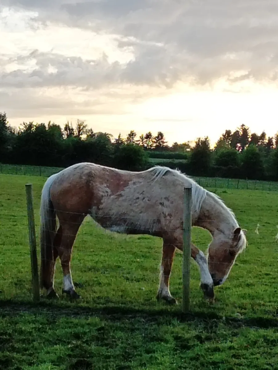 3 year old palamino filly - Image 1