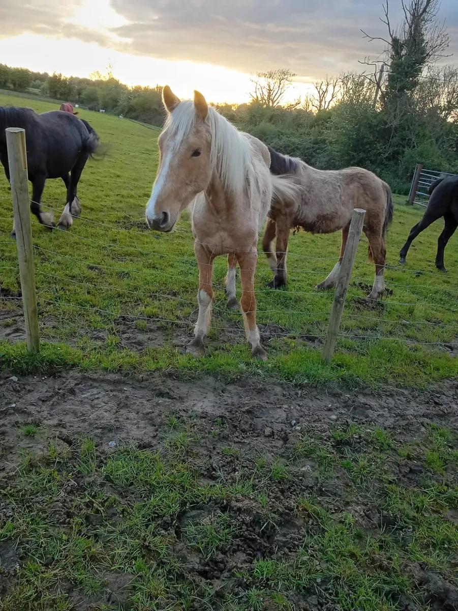 3 year old palamino filly - Image 2