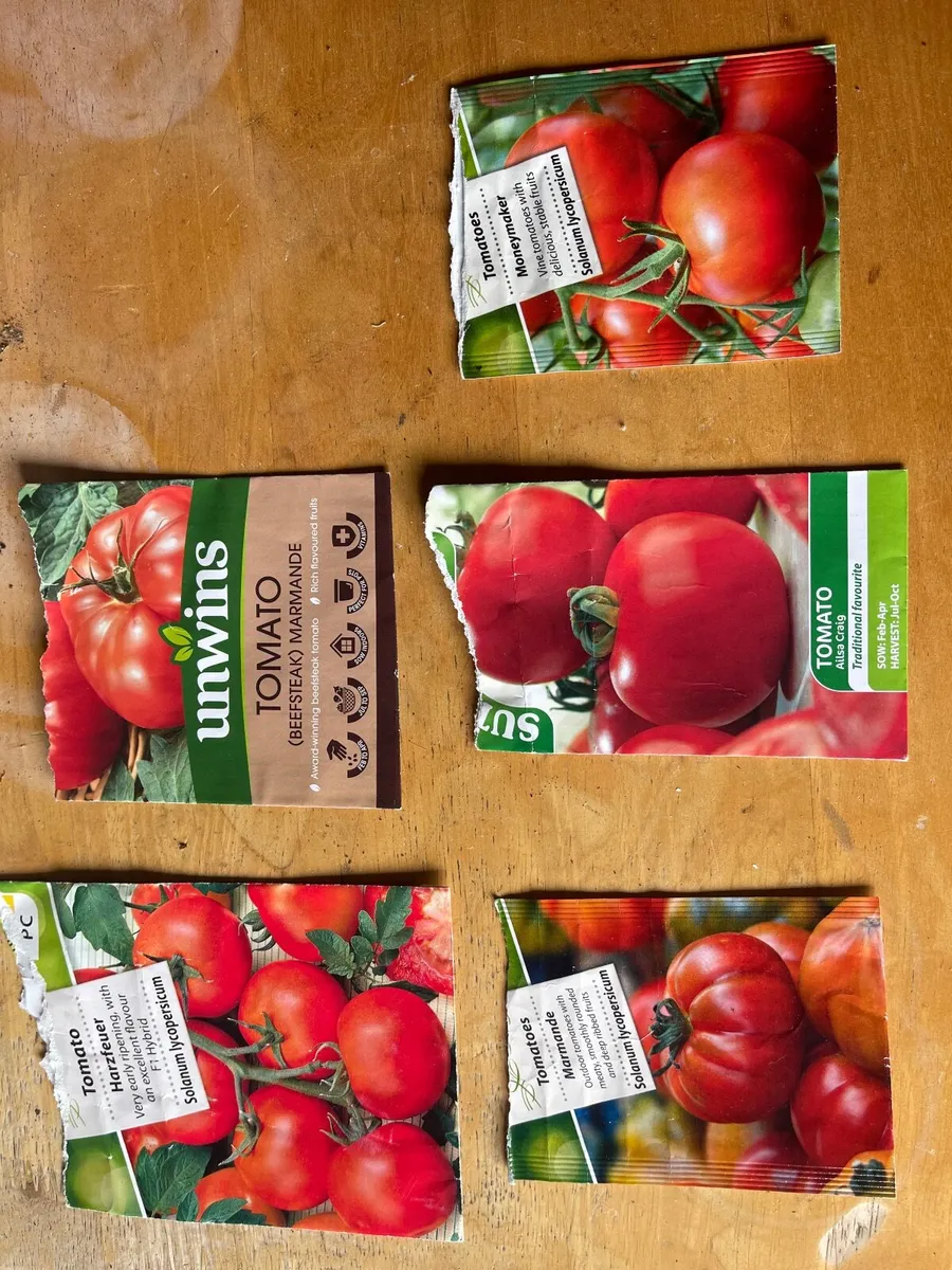 Tomatoes and cucumber plants - Image 3