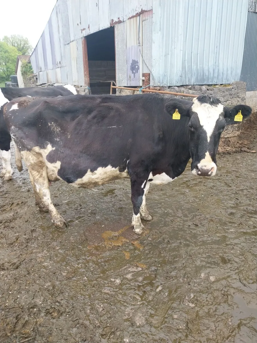 Incalf cows - Image 3