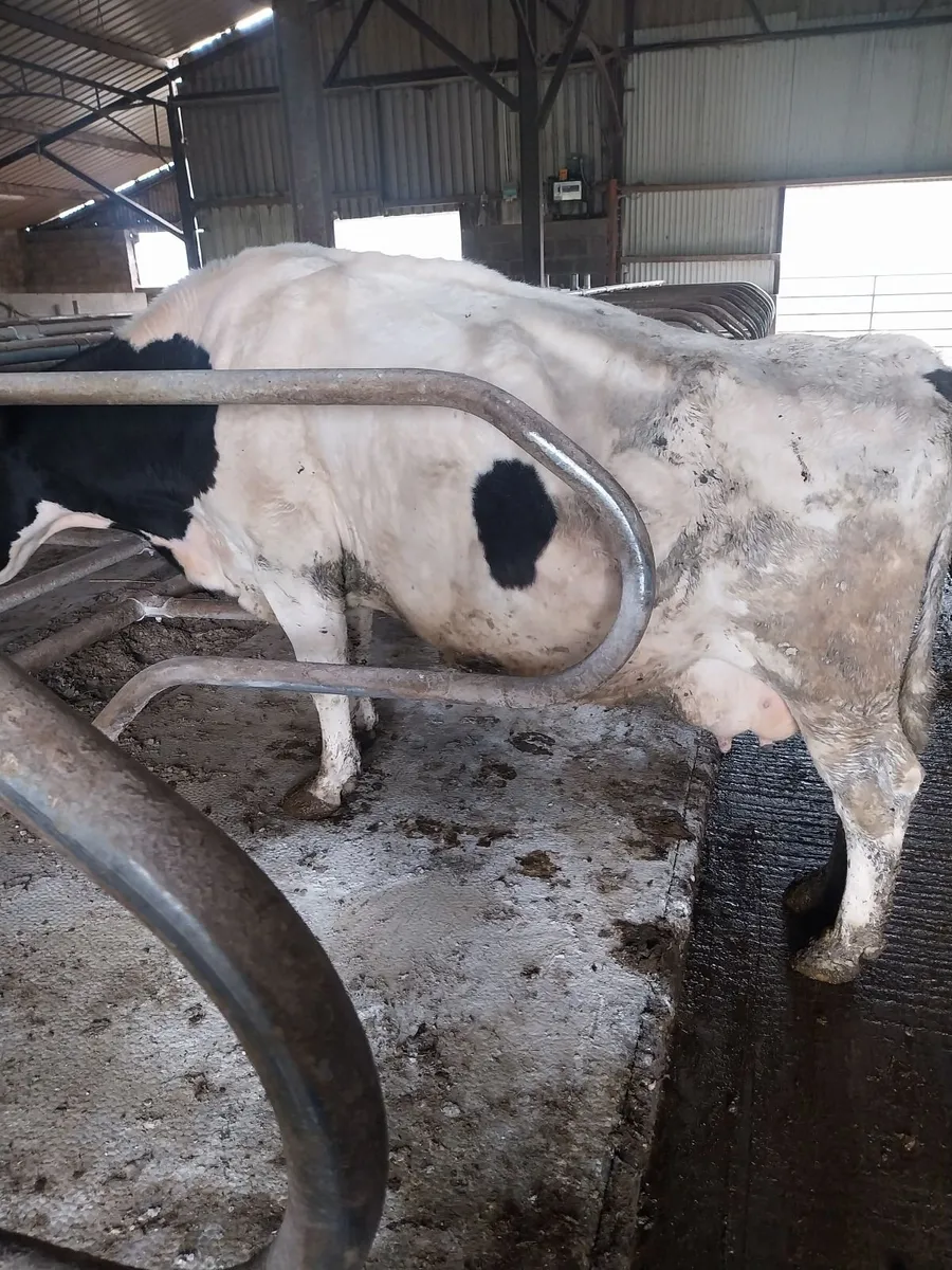 Incalf cows - Image 2