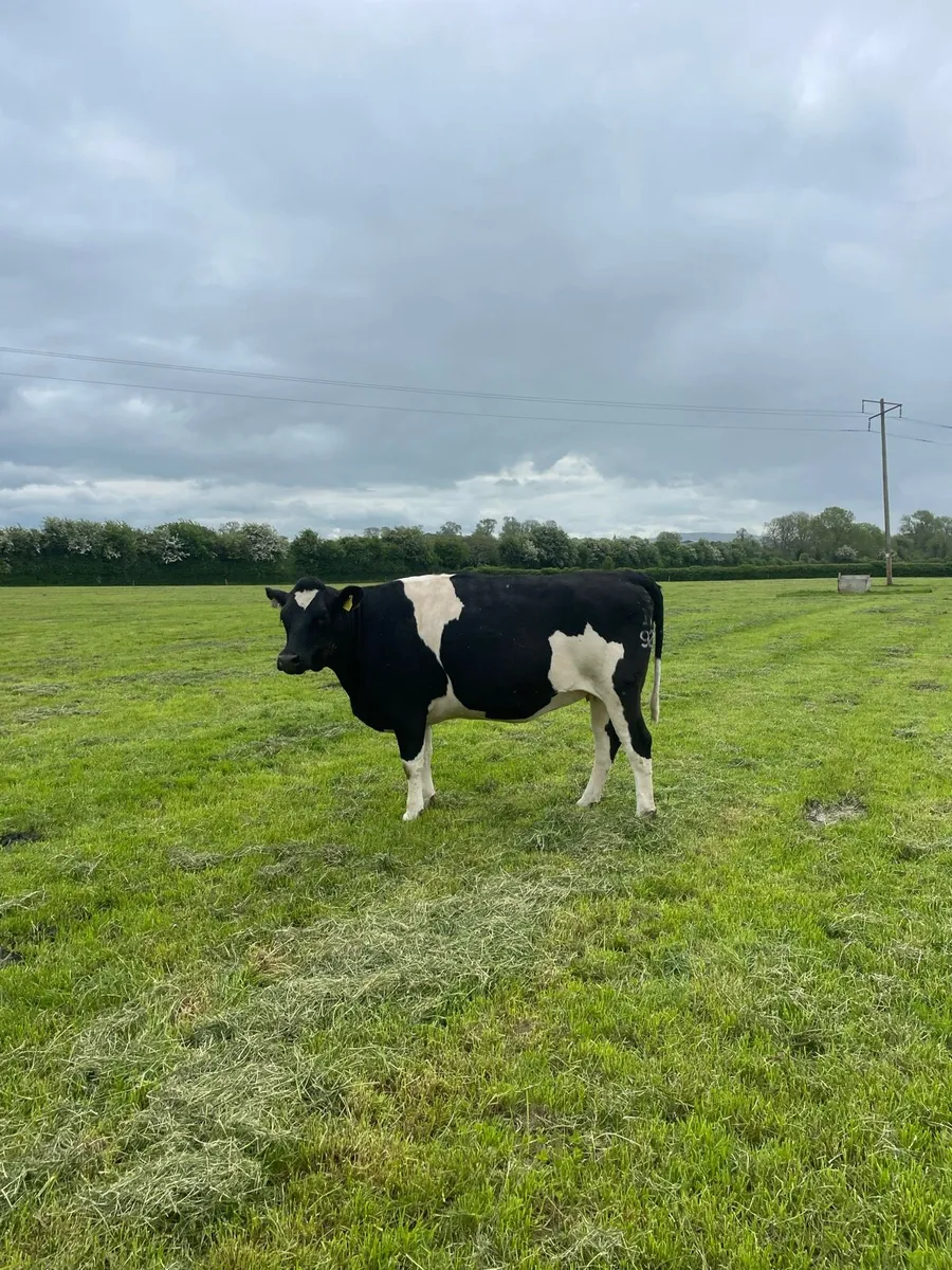 2 cows 1 heifer - Image 1