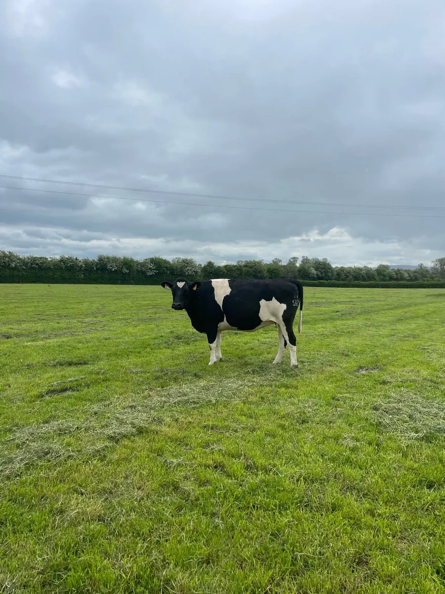 2 cows 1 heifer - Image 2