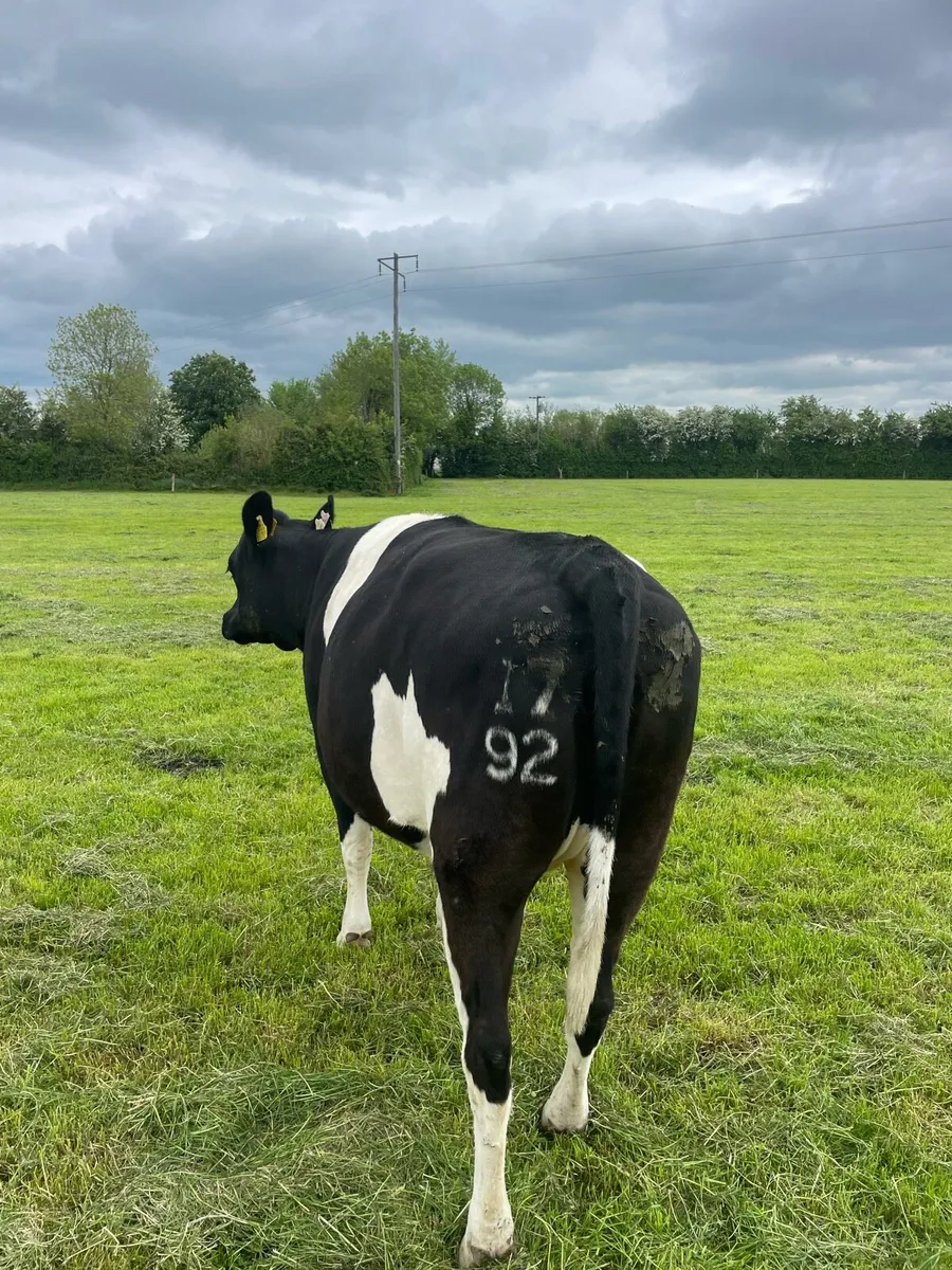 2 cows 1 heifer - Image 3