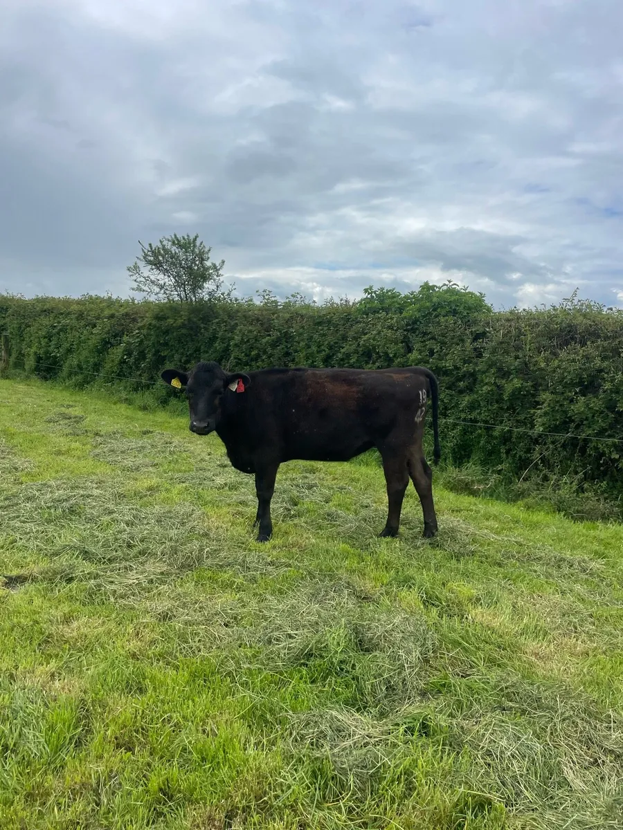 2 cows 1 heifer - Image 4