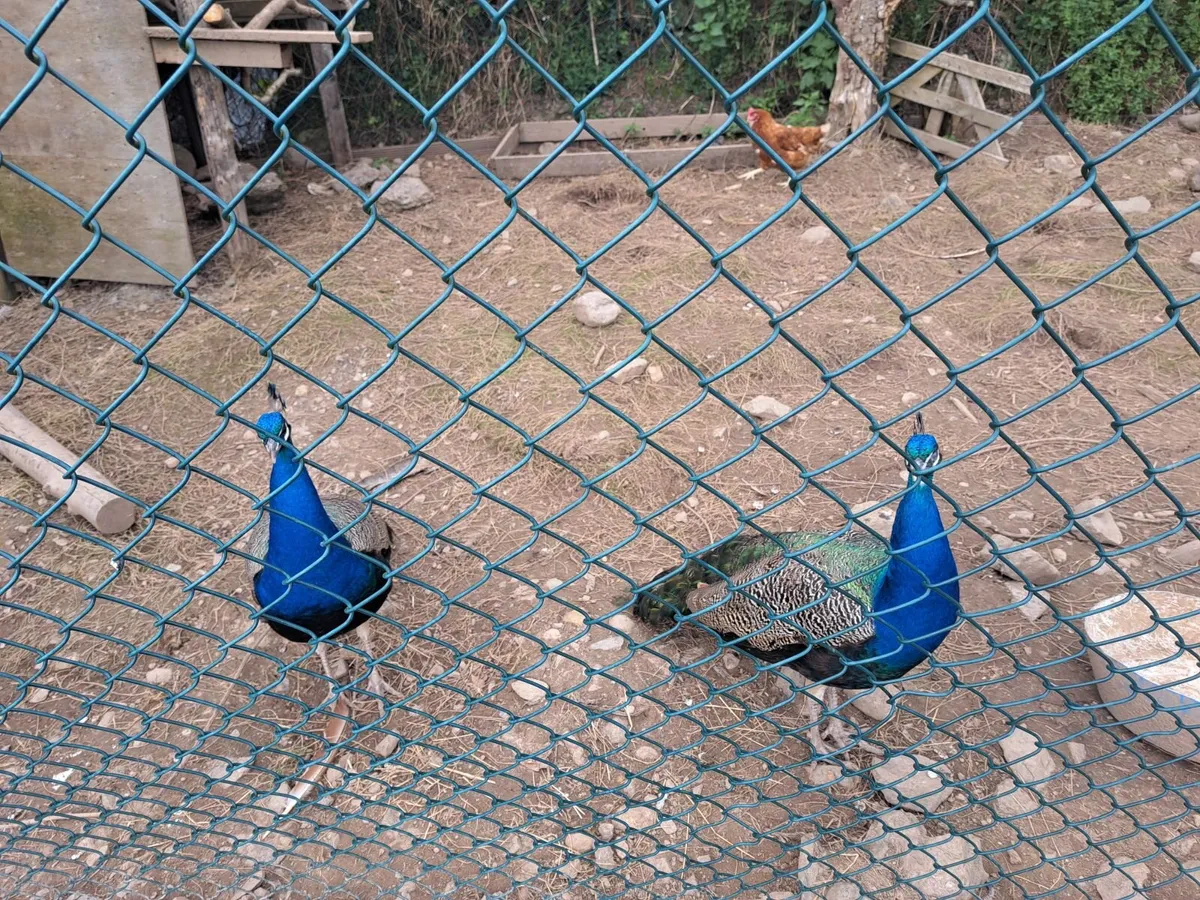 Peacocks