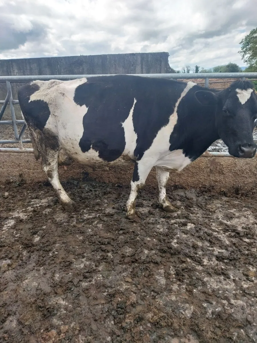 Incalf cows - Image 4