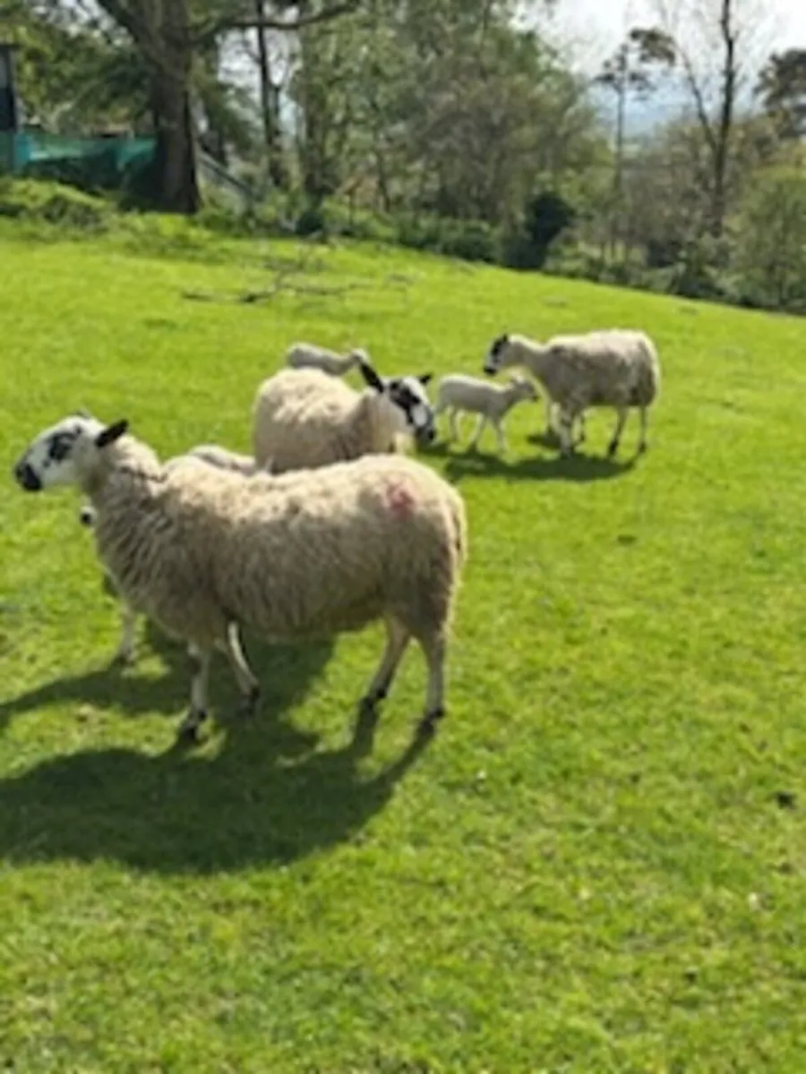Sheep - Image 1