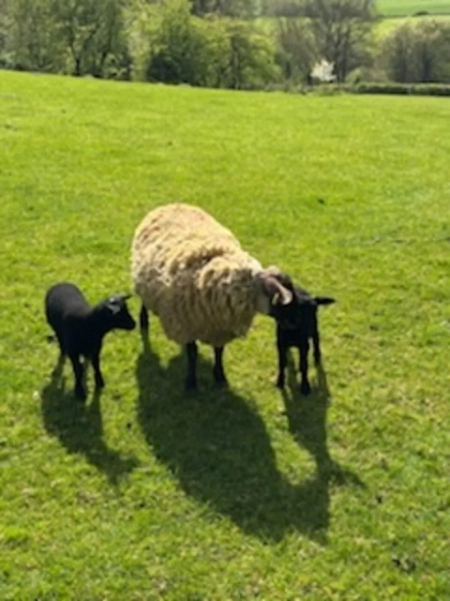 Sheep - Image 4