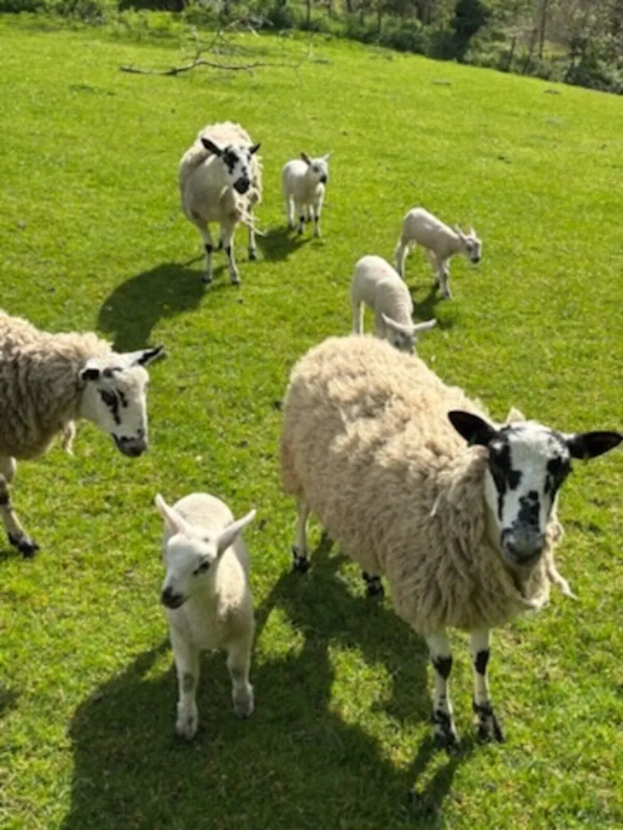 Sheep - Image 2
