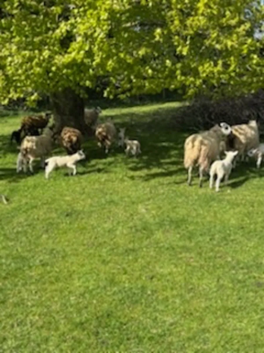 Sheep - Image 3