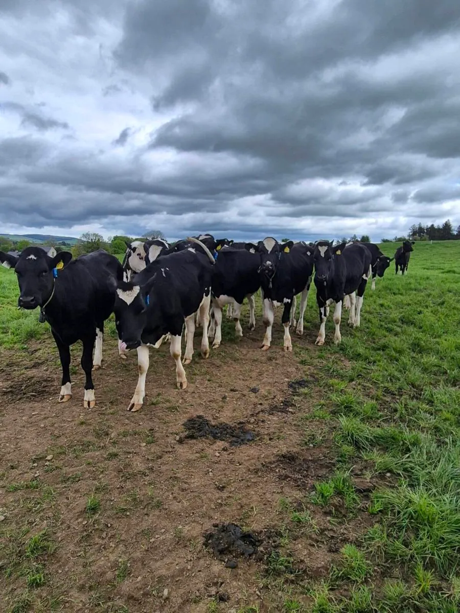 4 Maiden Heifers - Image 1