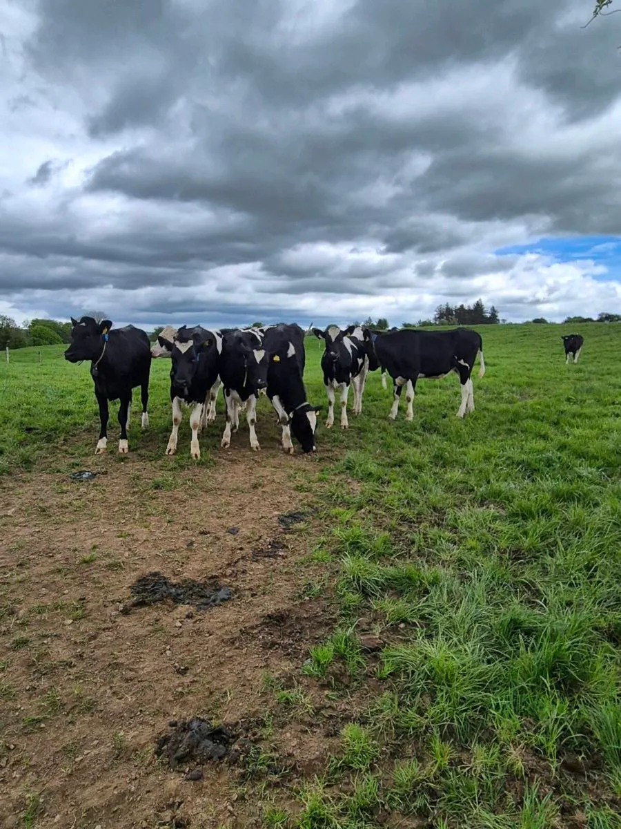 4 Maiden Heifers - Image 2