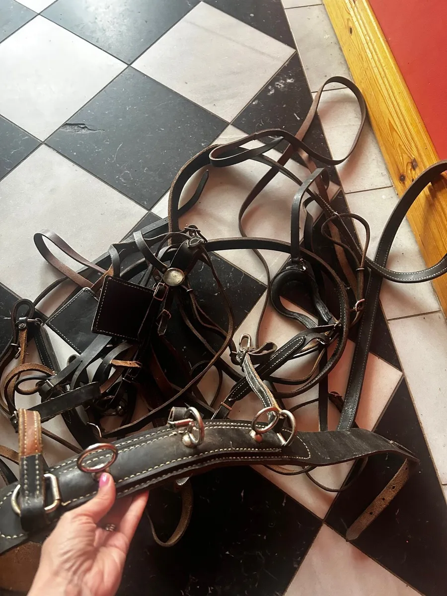 Leather driving harness - Image 3