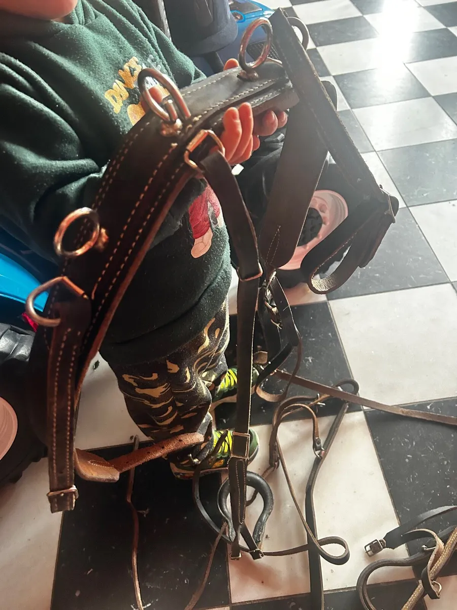 Leather driving harness - Image 1