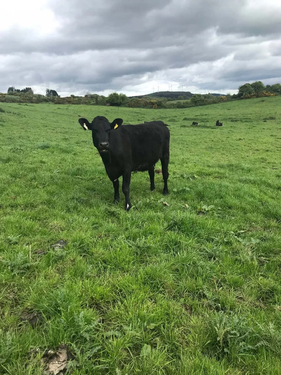 Cow - Image 1