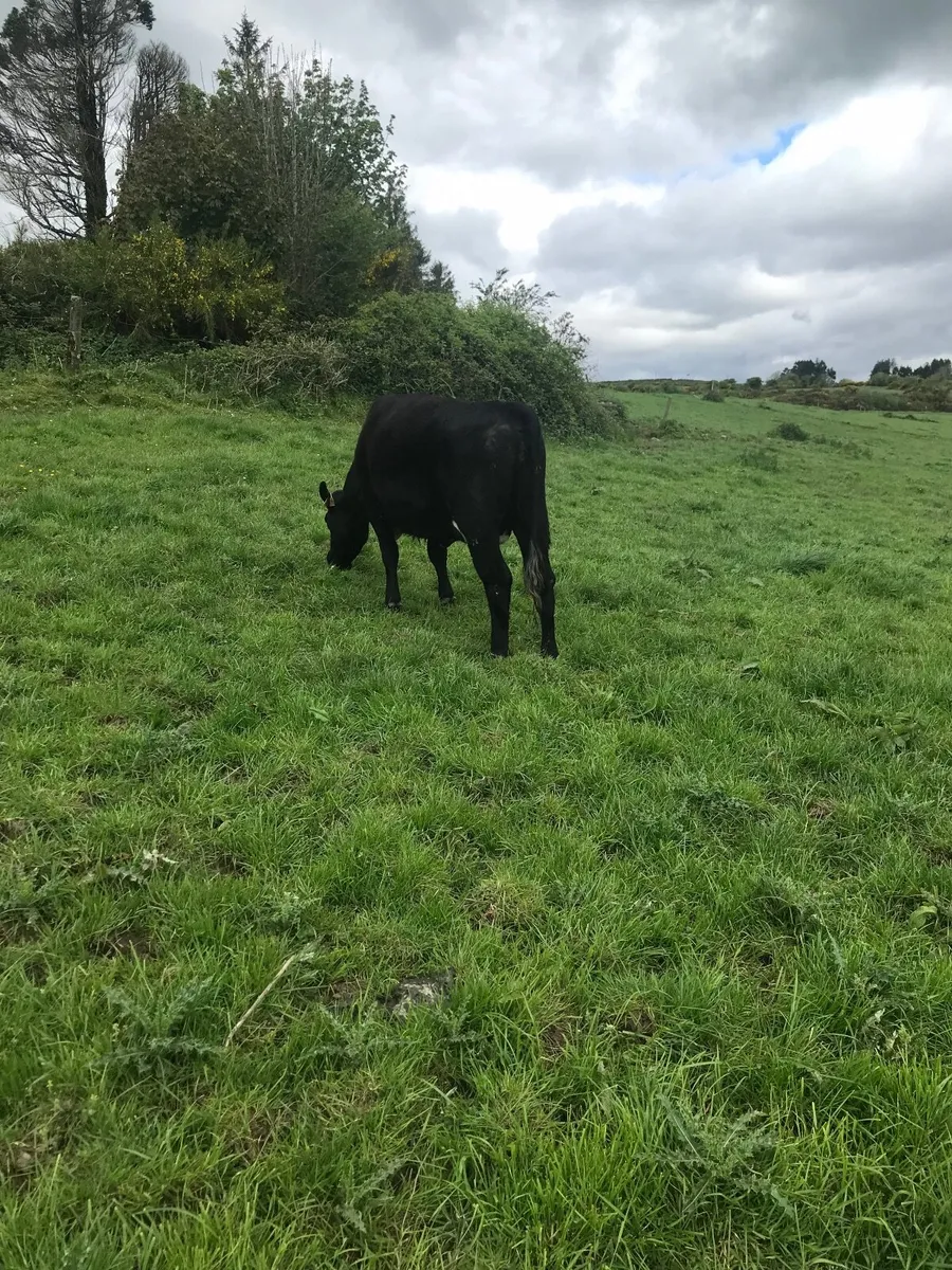 Cow - Image 2