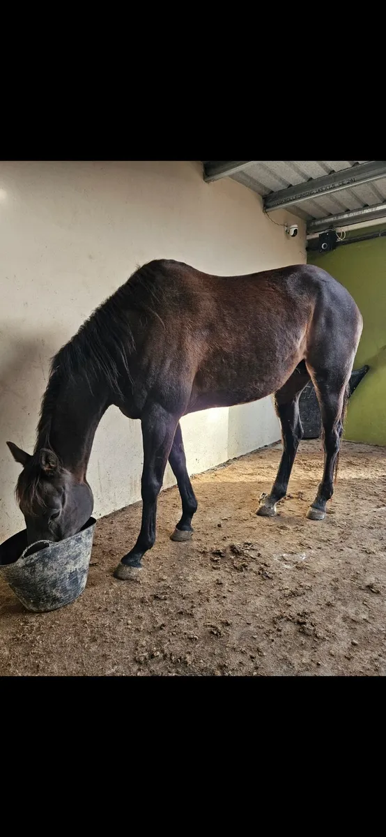 Shamardal TB Mare - Image 3