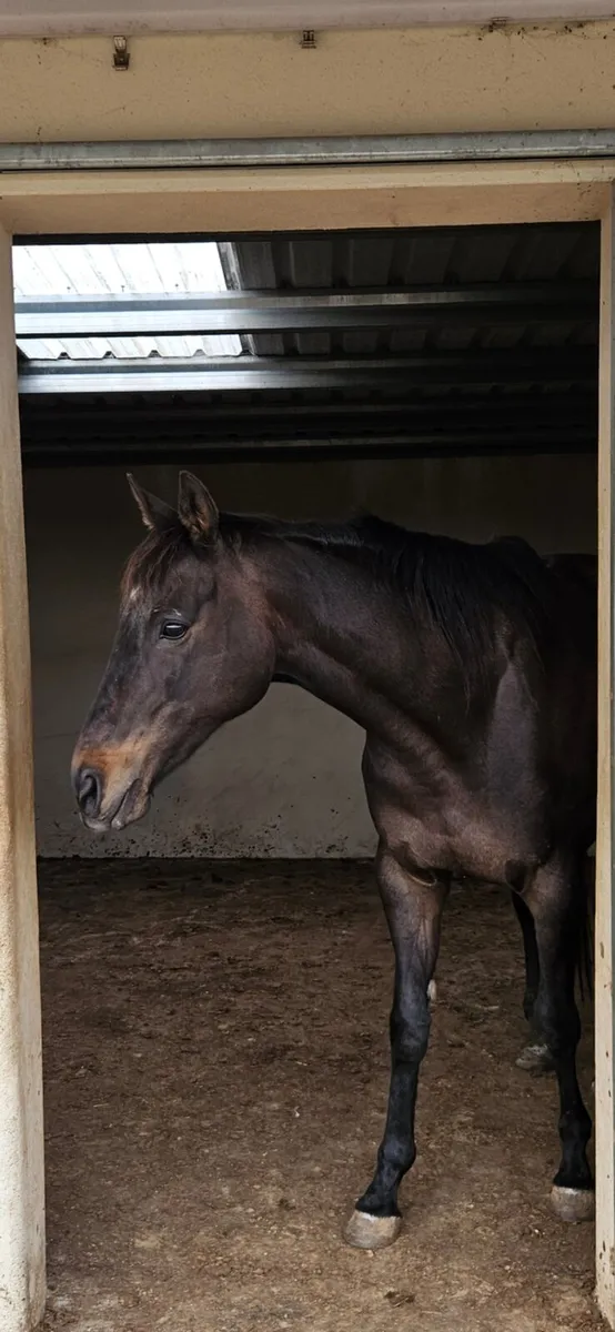 Shamardal TB Mare - Image 1