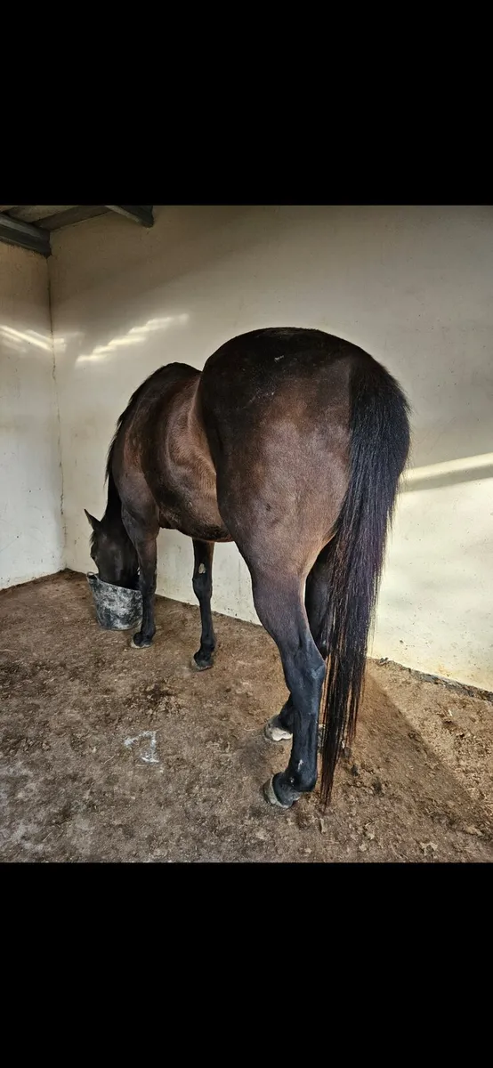 Shamardal TB Mare - Image 2