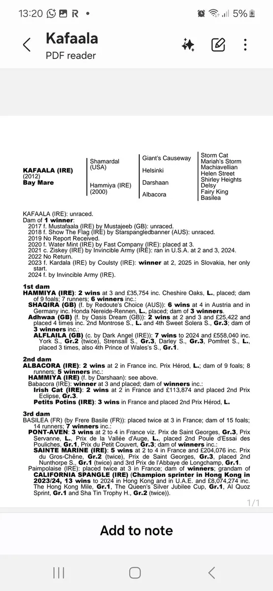 Shamardal TB Mare - Image 4