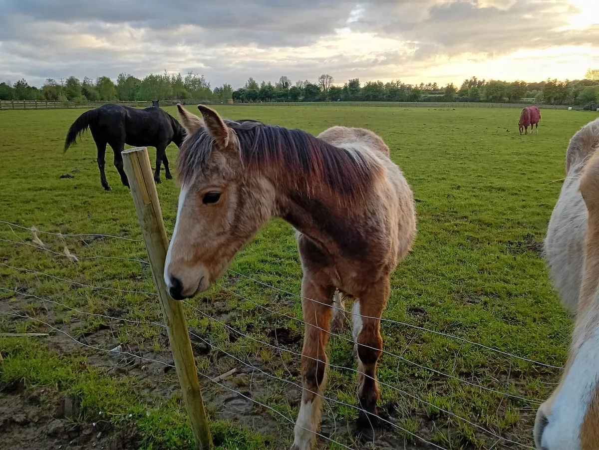 1 year old Dunn - Image 2