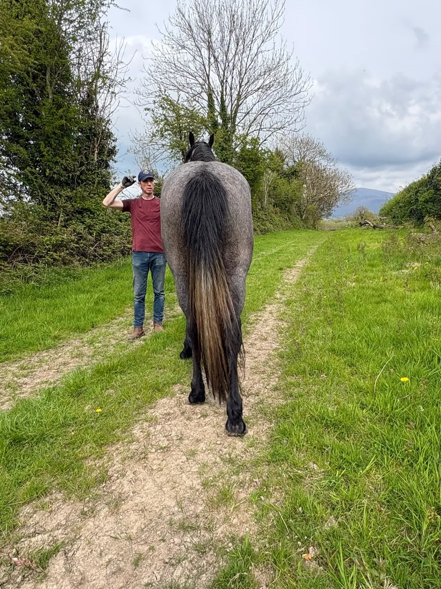 3YO Gelding - Traditional breeding - Image 3