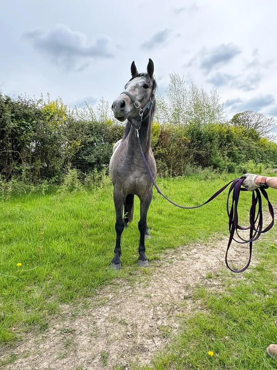 3YO Gelding - Traditional breeding - Image 2