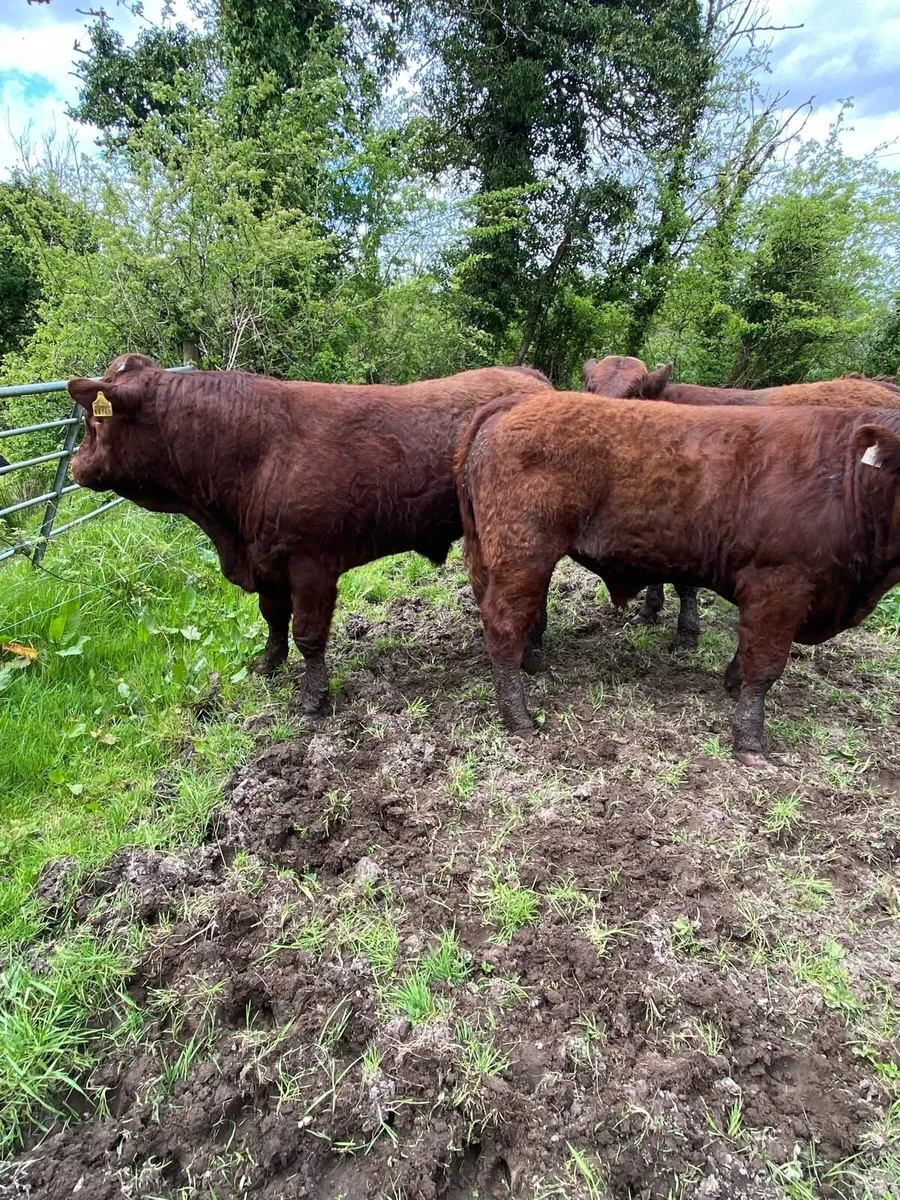 Pb Saler bulls - Image 3