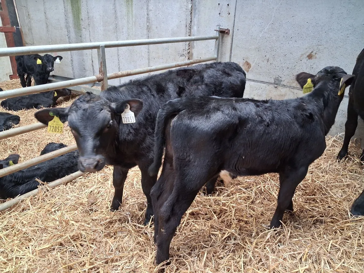 14 Organic Full Symbol AA bull calves ready to wea - Image 2