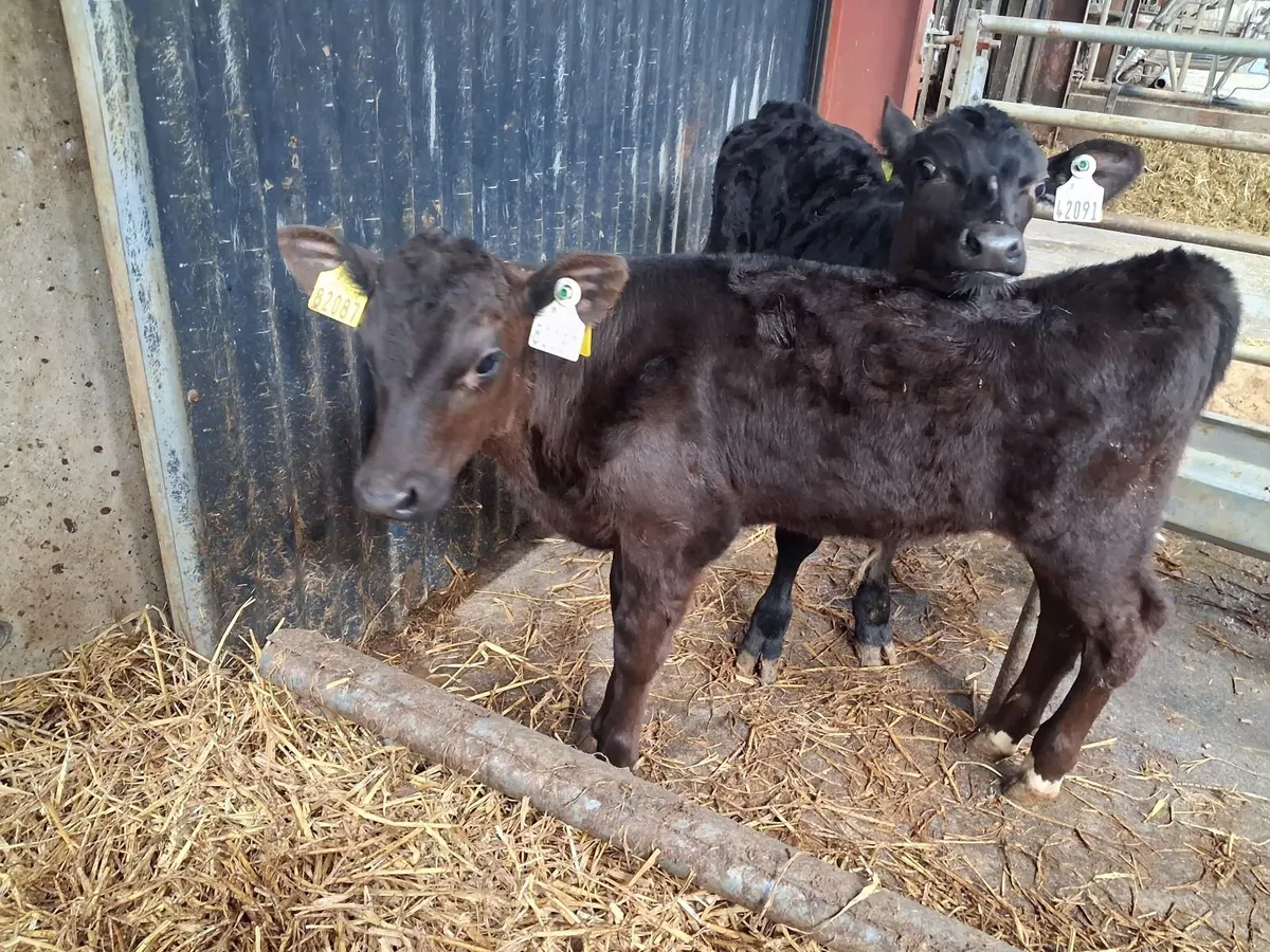 14 Organic Full Symbol AA bull calves ready to wea - Image 4