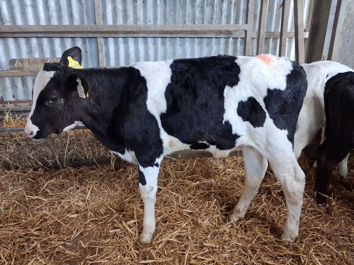 14 Organic Full Symbol AA bull calves ready to wea - Image 3
