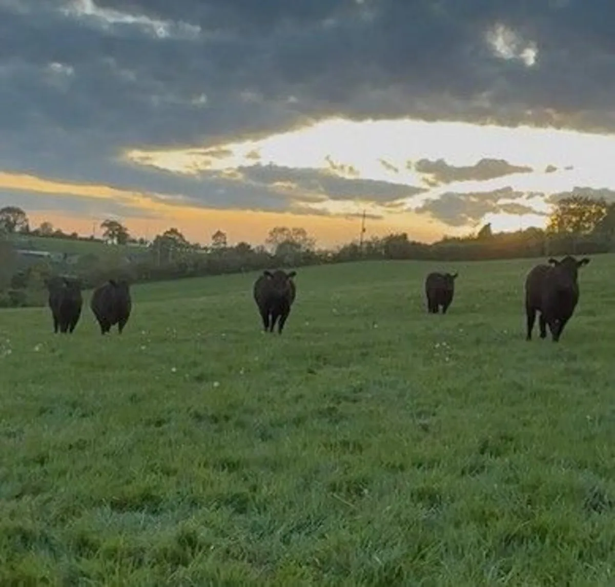 Pedigree Angus Heifers - Image 1
