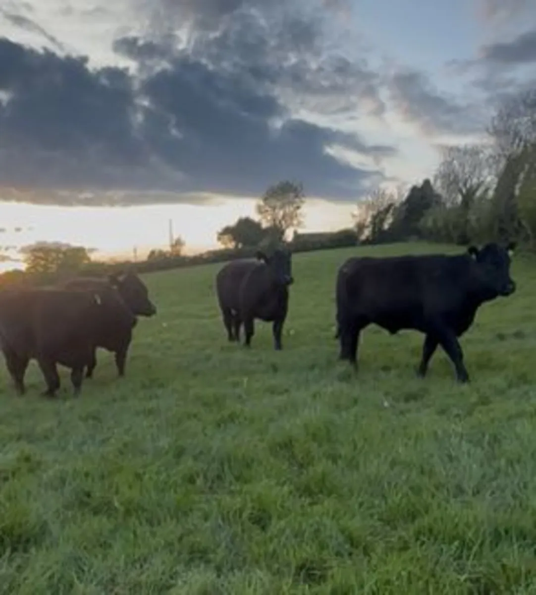 Pedigree Angus Heifers - Image 3